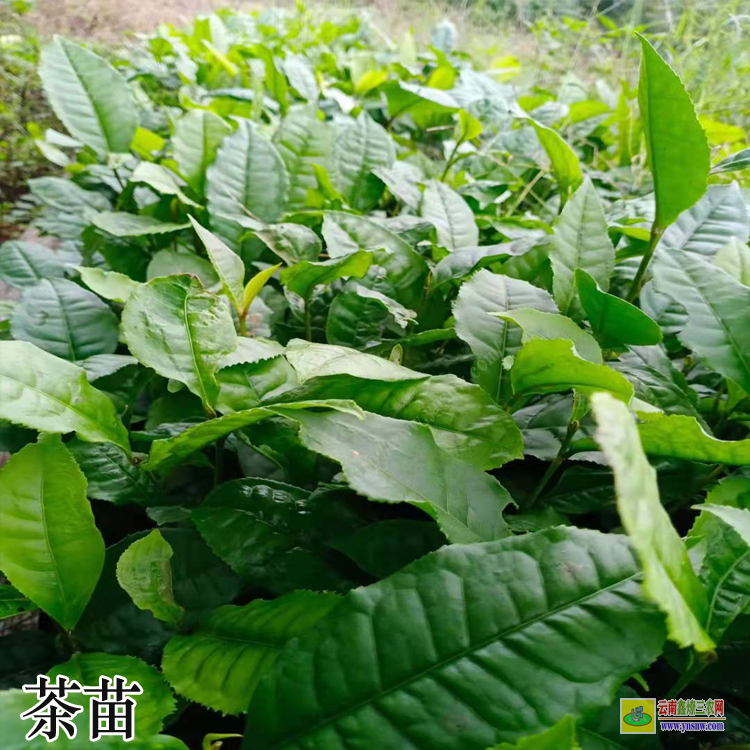 貴州大葉茶苗批發(fā) 茶苗品種介紹茶苗品種有哪些