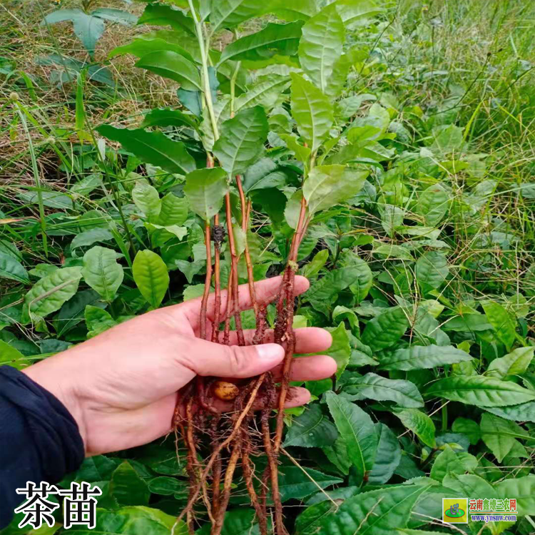 浙江嫁接油茶苗批發(fā) 名山茶苗品種黃金芽茶苗價格