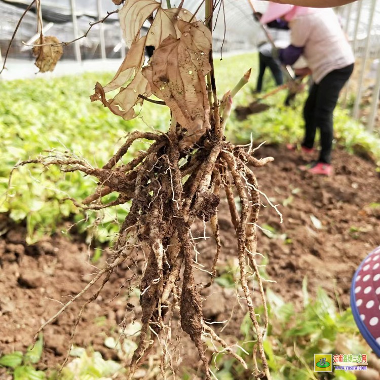 江西紅花百部苗 百部小苗批發(fā) 紅化百部苗