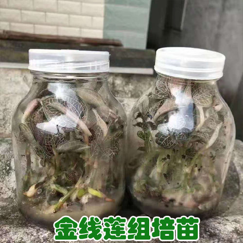 金線蓮苗批發(fā)價(jià)格 金線蓮苗多少錢一瓶 金線蓮苗在哪里買到