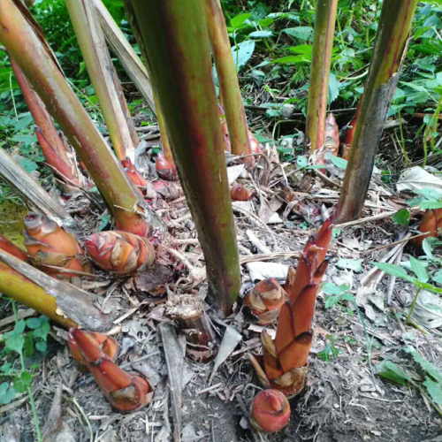 紅河元陽哪里有草果$產地草果目前批發(fā)價格%河口哪里有草果賣