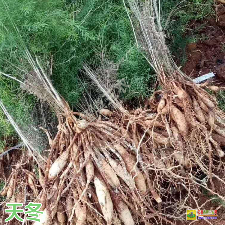 天冬苗的功效與作用 天冬苗多少錢(qián)一株 天冬苗種植基地