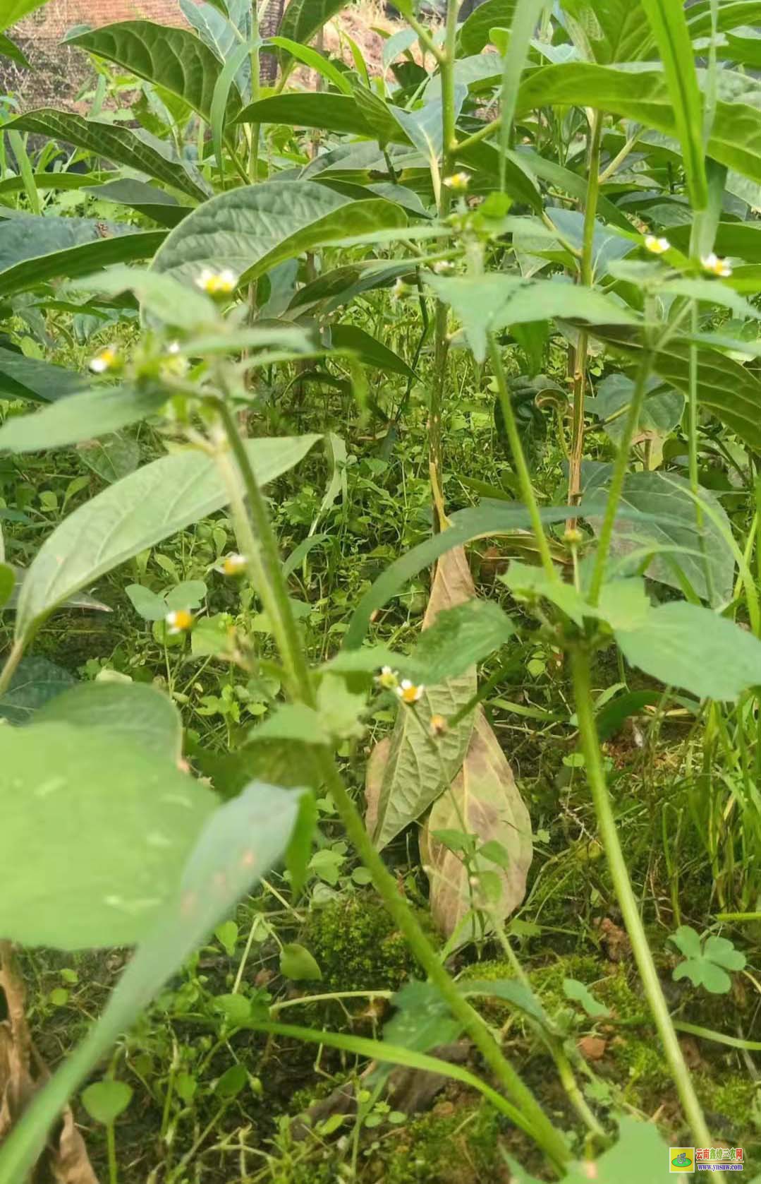 馬比木苗多少錢一棵？ 種植市場前景如何 附種植利潤介紹！