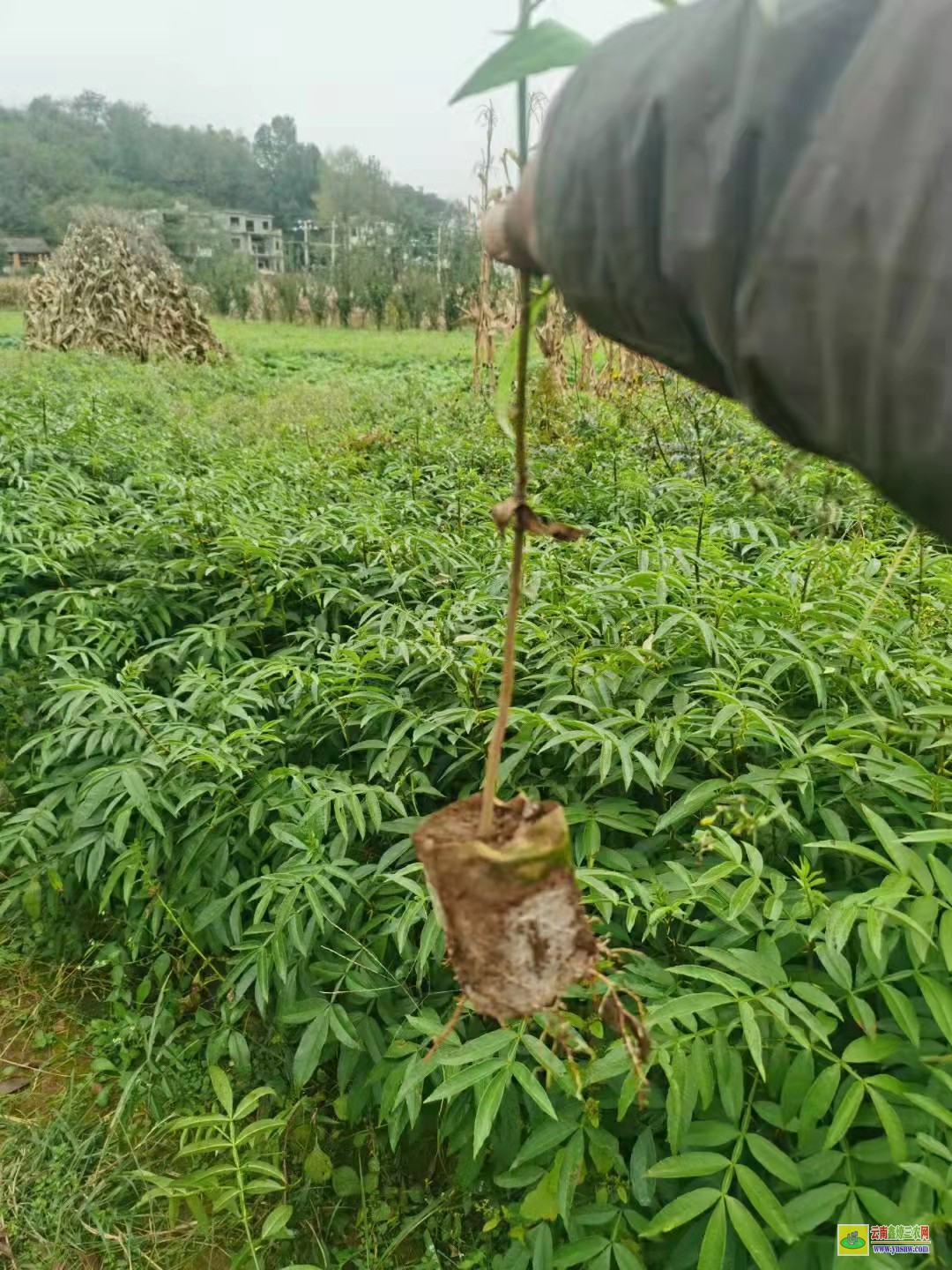 鶴壁花椒苗一畝地種植多少棵 大紅袍花椒苗哪里有賣