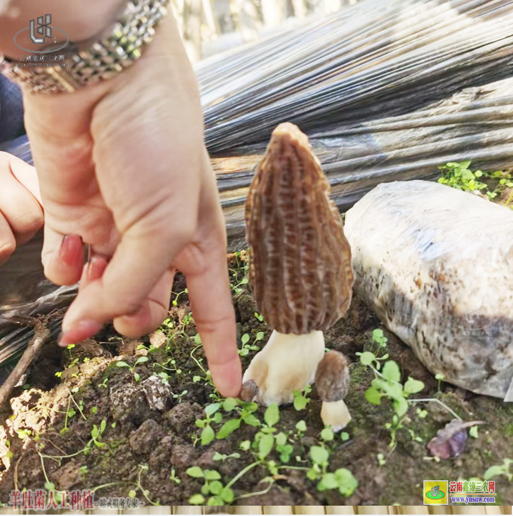 屏邊羊肚菌種植基地技術(shù)方法 陜西羊肚菌種植項(xiàng)目 羊肚菌種植地址