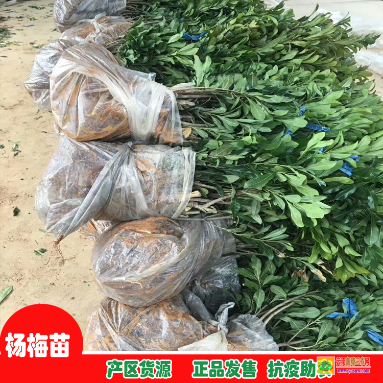 銅仁楊梅苗價(jià)格 湖南懷化楊梅苗基地 20公分楊梅樹(shù)的價(jià)格