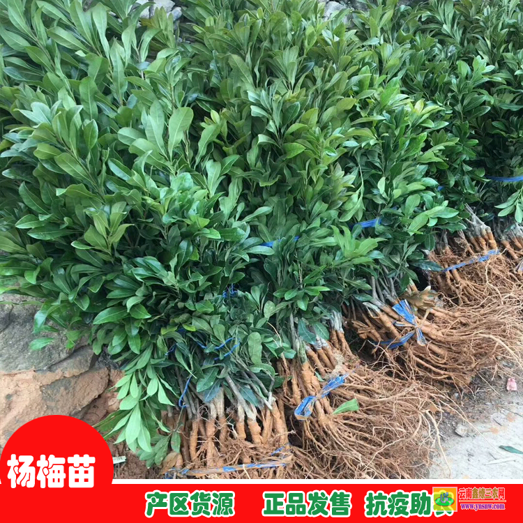 西雙版納楊梅苗幾月份種植 臺(tái)州楊梅苗基地 東魁楊梅樹的管理技術(shù)