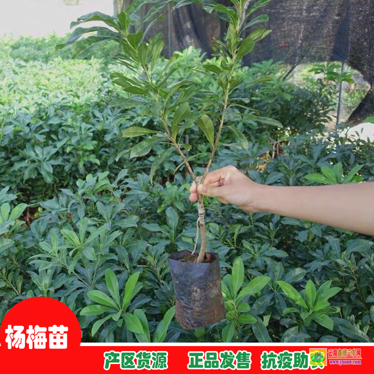 西雙版納楊梅苗的種植方法 廣西楊梅苗基地 3年掛果東魁楊梅苗價格