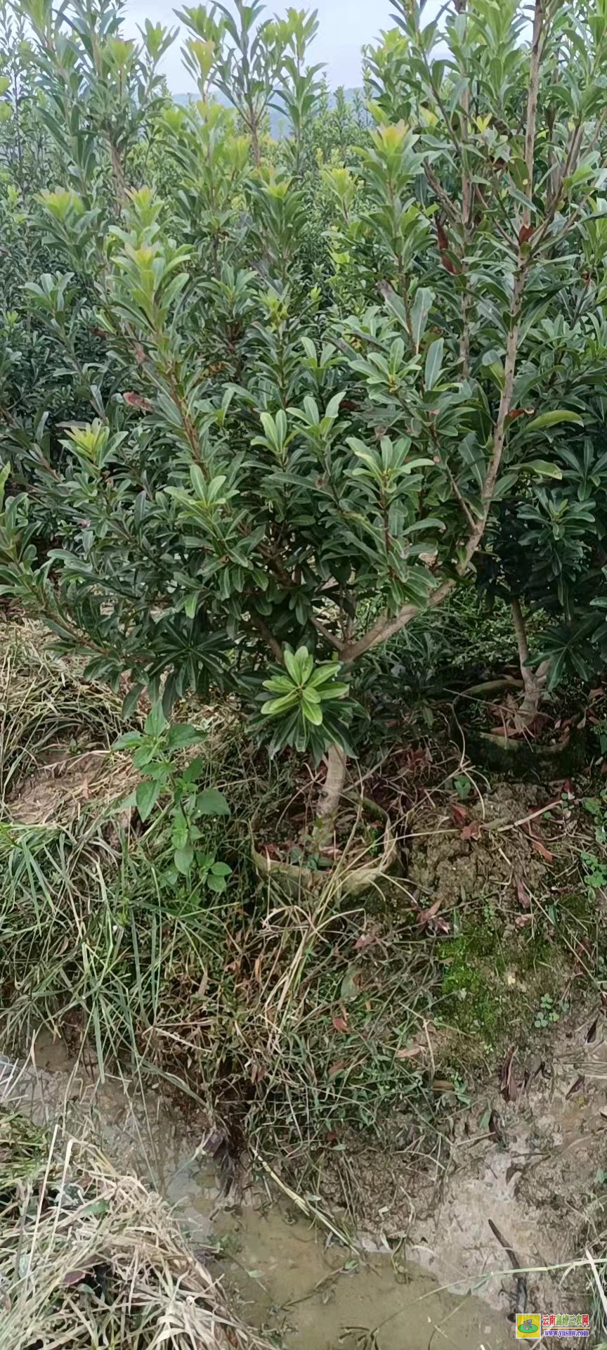 昭通楊梅苗價(jià)格 廣西楊梅苗基地 東魁楊梅種植管理技術(shù)