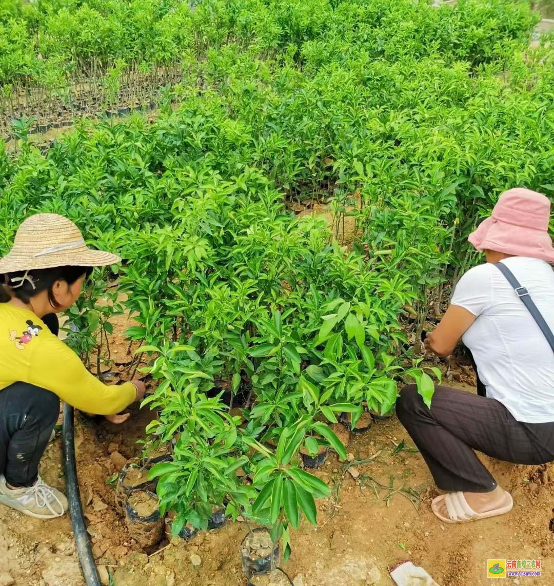 臨滄楊梅苗價格 臺州楊梅苗基地 東魁楊梅苗哪里