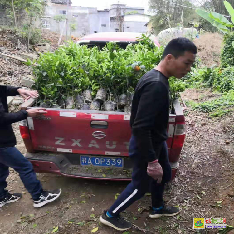 臨滄楊梅苗價格 臺州楊梅苗基地 東魁楊梅苗哪里