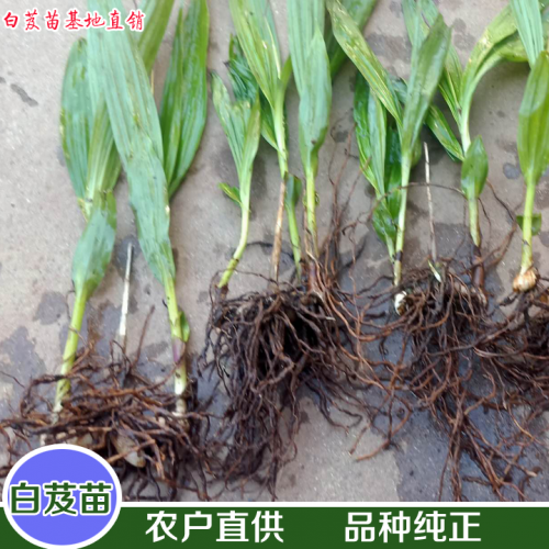 廣西白芨苗價(jià)格 白芨苗多少錢一斤 哪里賣白芨苗