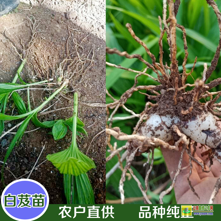 甘肅云南白芨苗 白芨苗價格多少錢一株 白芨哪里有苗