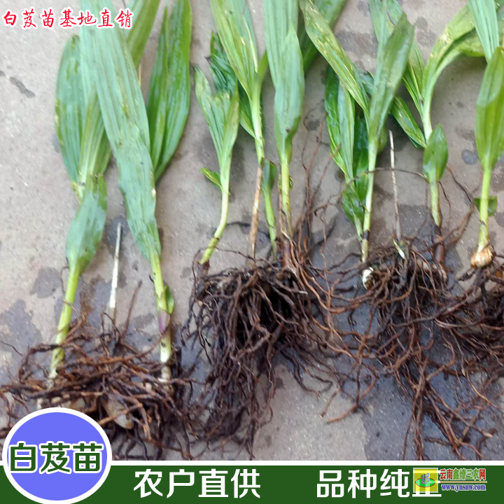 黑龍江云南白芨苗 白芨苗多少錢(qián)一斤 哪里有白芨苗