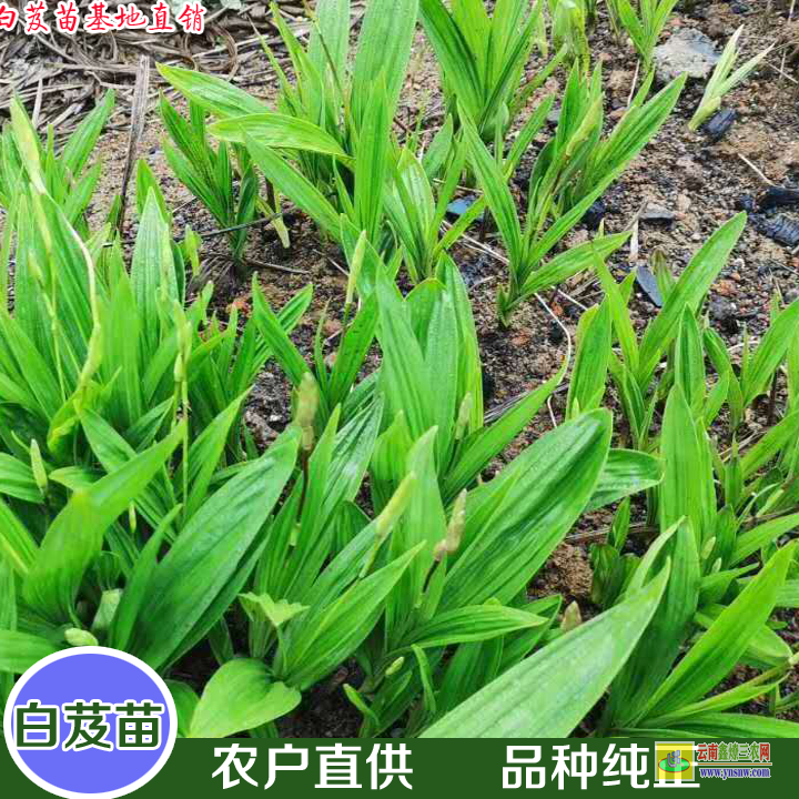 黑龍江云南白芨苗 白芨苗多少錢(qián)一斤 哪里有白芨苗