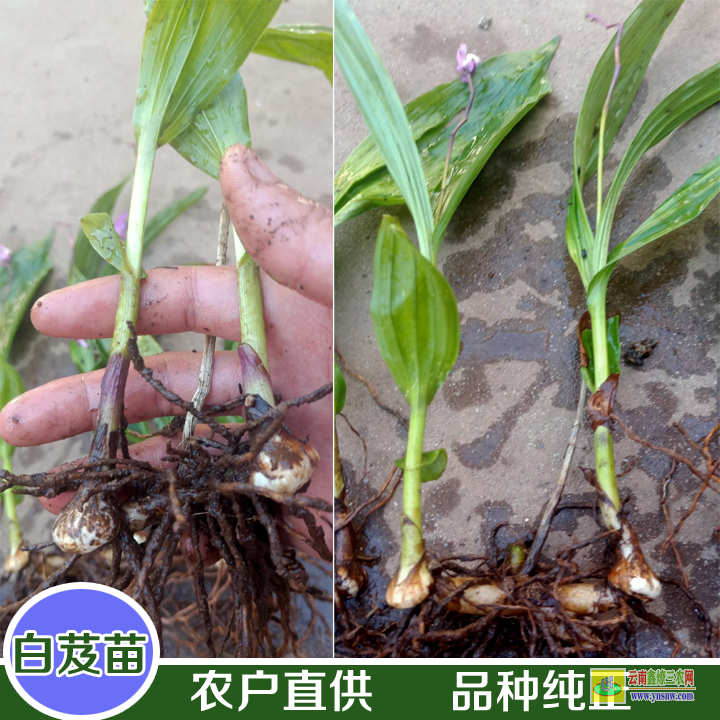 湖南云南白芨苗 白芨苗木存活率規(guī)范 白芨苗哪里