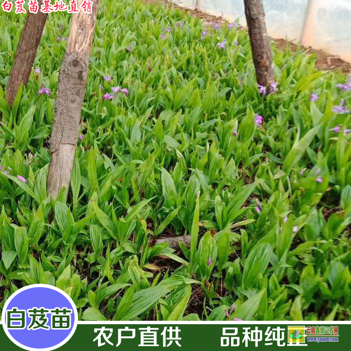 湖南云南白芨苗 白芨苗木存活率規(guī)范 白芨苗哪里