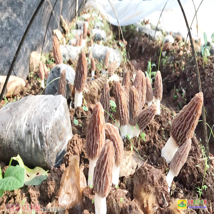 隴川大理羊肚菌種植基地 云南羊肚菌種植基地 昆明羊肚菌種植基地