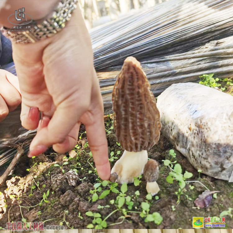 馬關(guān)云南省羊肚菌種植基地 麗江羊肚菌種植基地 昆明羊肚菌種植基地