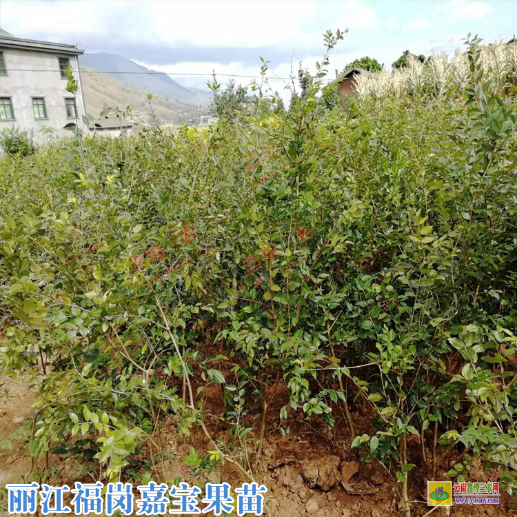 華坪嘉寶果樹施什么肥好 嘉寶果苗怎么樣種植88 嘉寶果哪種品種貴