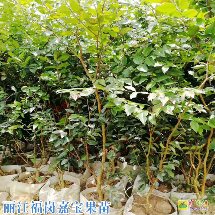 鳳慶嘉寶果樹(shù)施什么肥好 嘉寶果苗怎么樣種植88 嘉寶果哪種品種貴