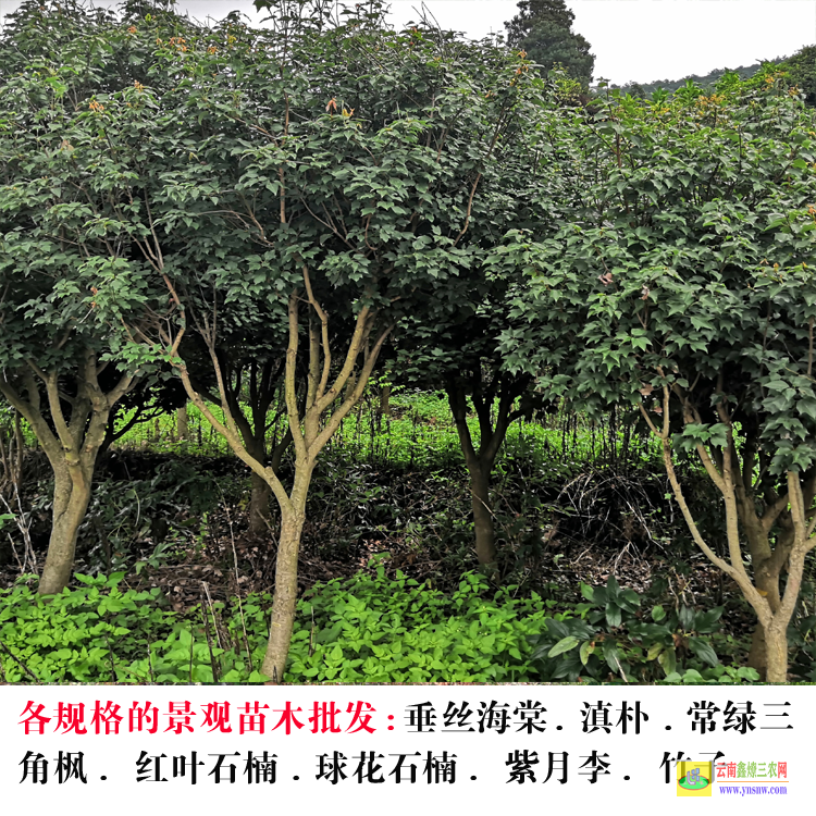 瀘西云南苗木基地 云南綠化苗木種植基地 昆明苗木基地苗木價(jià)格