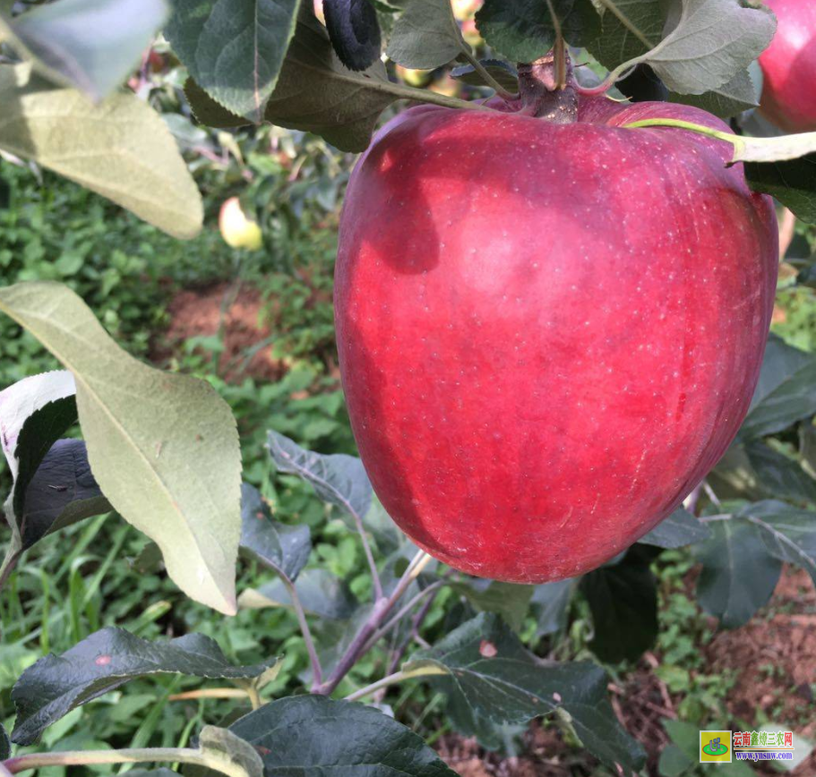 凱里山東蘋果苗 云南晚熟蘋果苗廠 紅露蘋果苗