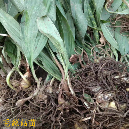 福建毛慈菇苗多少錢(qián)一棵 毛慈菇苗價(jià)格多少一公斤 毛慈菇會(huì)消苗嗎