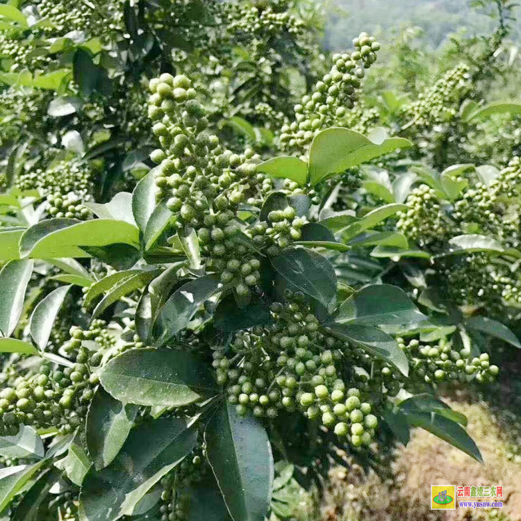 新平出售花椒苗 無刺大紅袍花椒苗 楊凌花椒苗