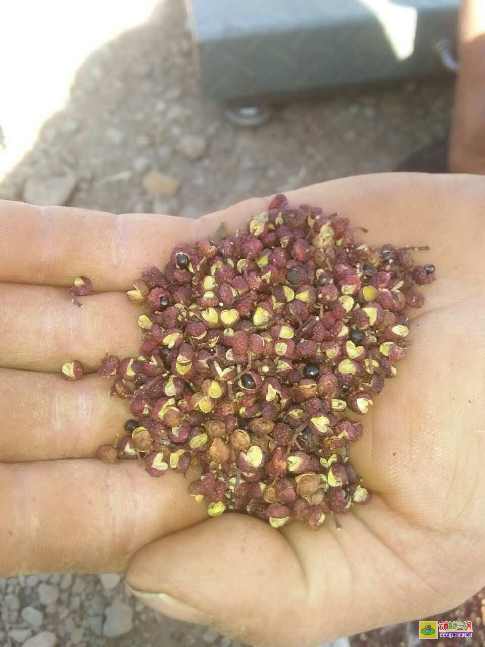 清鎮(zhèn)大紅袍花椒苗 河南花椒苗 隴南花椒苗