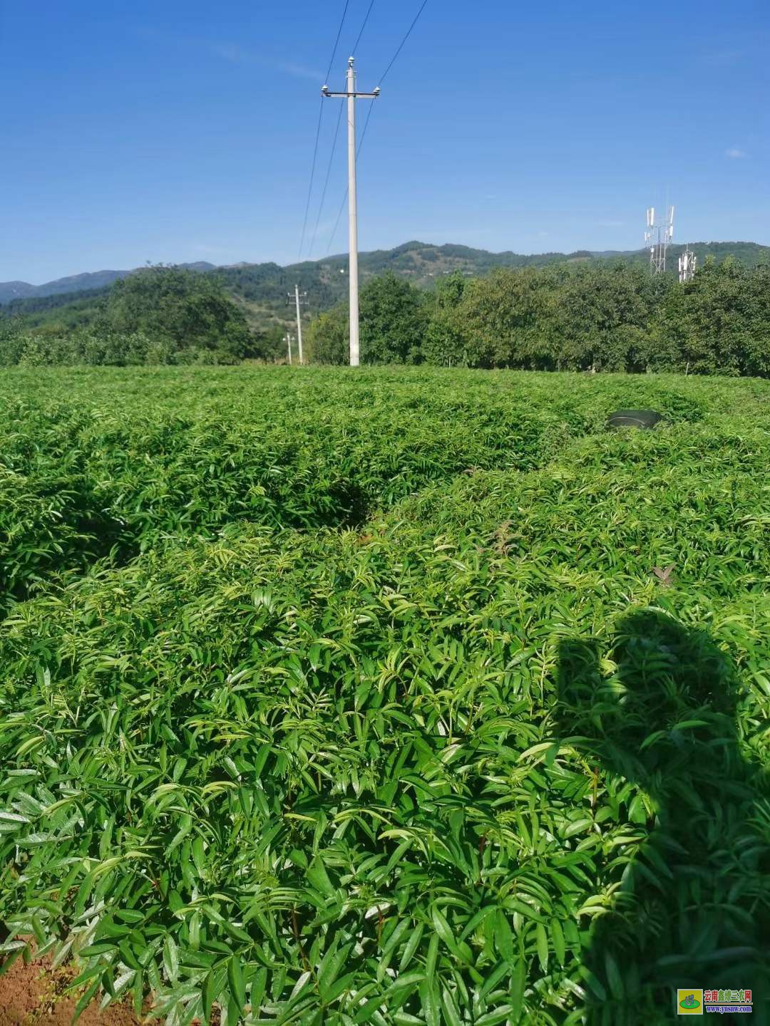 威遠(yuǎn)大紅袍花椒苗 河北花椒苗 韓城花椒苗價格