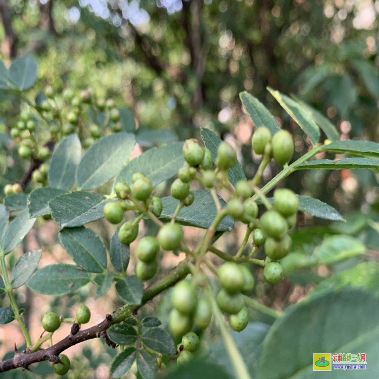 漾濞無刺花椒苗批發(fā) 花椒苗適合什么時(shí)候栽 花椒苗種植技術(shù)及管理