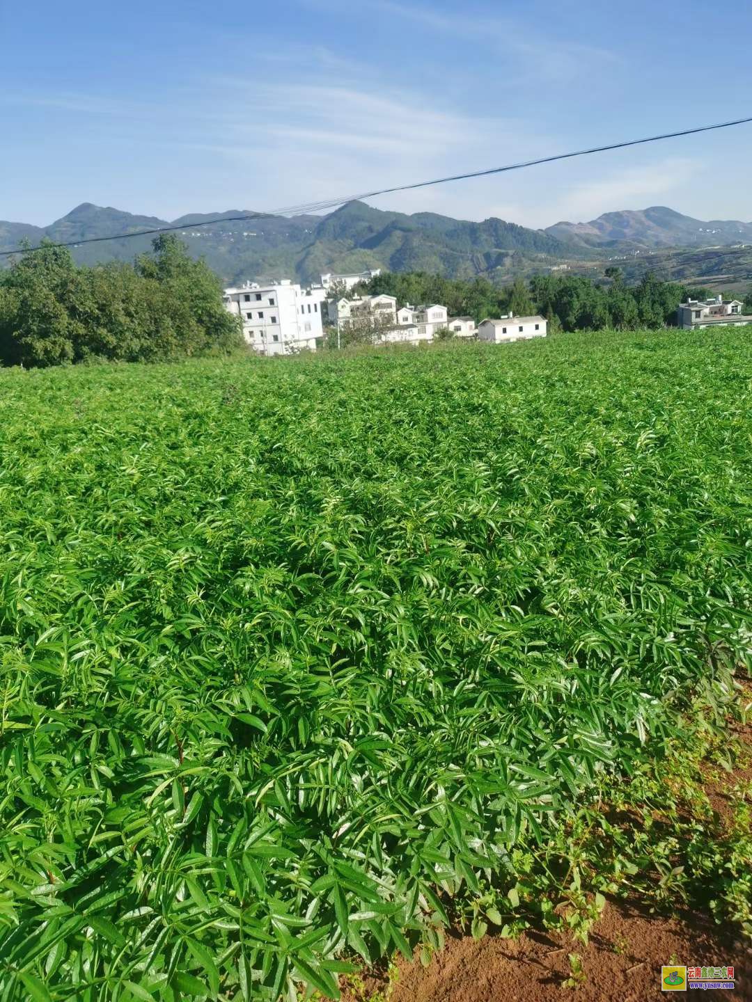 梁平無(wú)刺花椒苗批發(fā) 花椒苗木規(guī)格 花椒苗種植技術(shù)及管理