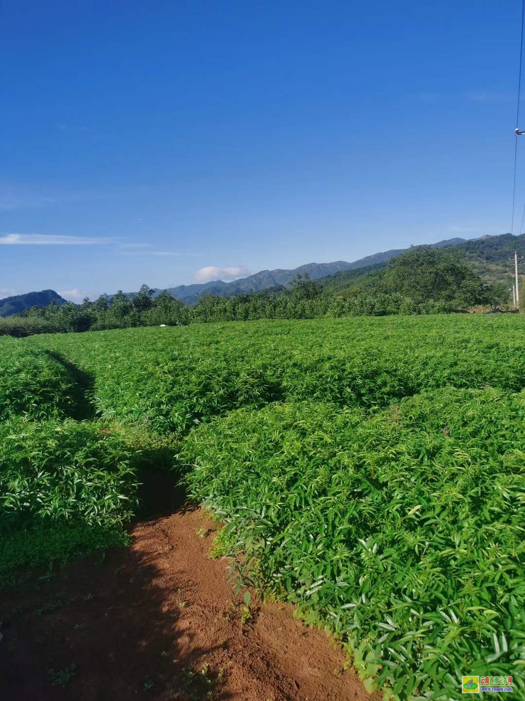 安居無刺花椒苗批發(fā) 花椒苗木標(biāo)準(zhǔn) 花椒苗種植技術(shù)及管理