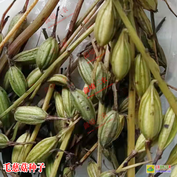 會澤毛慈菇苗多少錢一棵 毛慈菇苗瓶苗價(jià)格 毛慈菇苗圖片