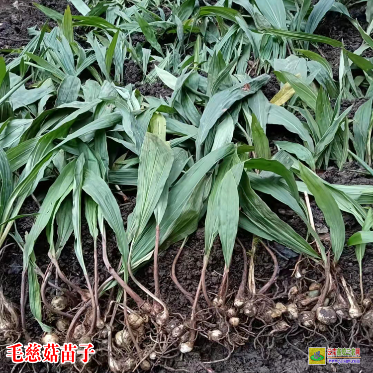 東川毛慈菇苗多少錢一棵 毛慈菇苗瓶苗價格 毛慈菇苗圖片