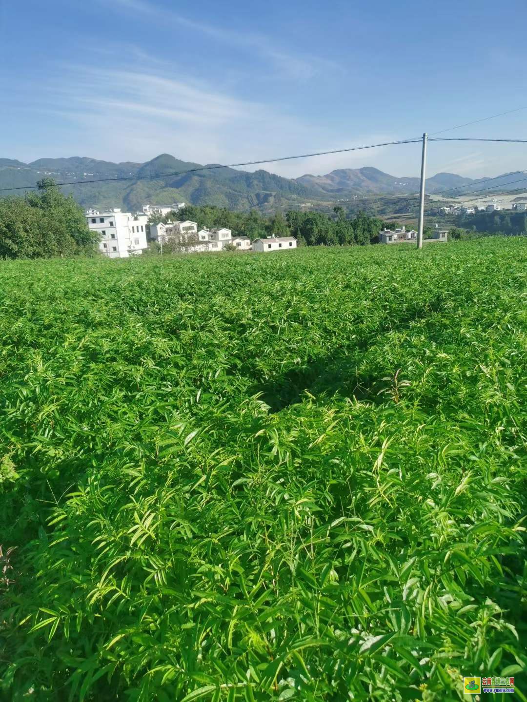 永善無刺花椒苗批發(fā) 花椒苗適合什么時(shí)候栽 花椒苗栽植時(shí)間及方法