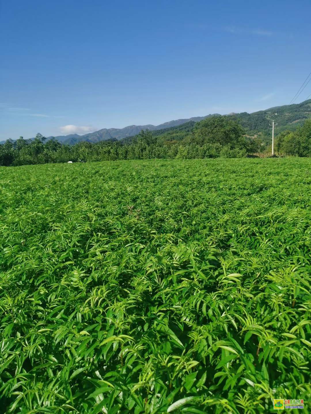 開縣無刺花椒苗批發(fā) 花椒苗適合什么時(shí)候栽 花椒苗栽植時(shí)間及方法