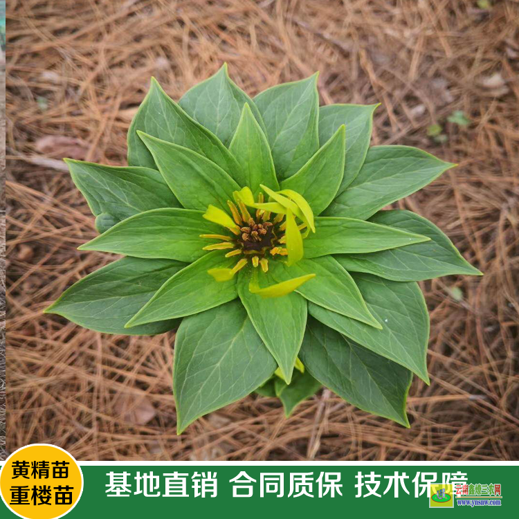 峨山滇重樓苗和華重樓苗的區(qū)別 重樓苗多少錢一株 大姚重樓苗