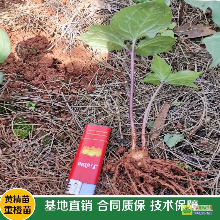 云縣重樓苗價(jià)格多少一斤 大姚重樓苗基地在哪里? 重樓苗圖片