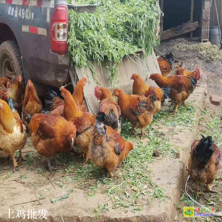 會澤閹雞價格走勢 綠色土雞蛋 散養(yǎng)土雞養(yǎng)殖場圖片