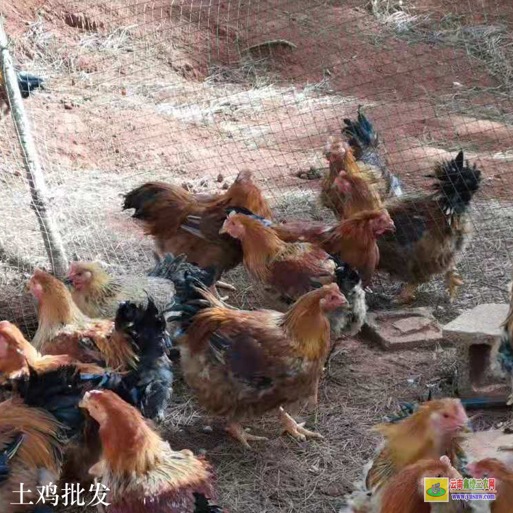 維西昆明生雞價格 昆明土雜雞價格行情 云南毛雞價格