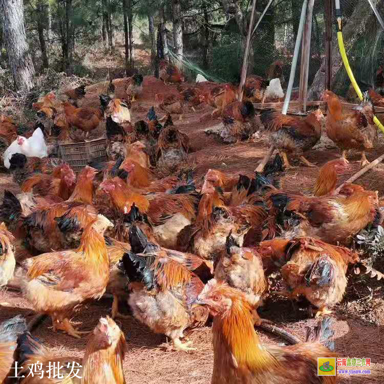 會澤昆明雞批發(fā)市場價格 昆明土雜雞價格行情 云南肉雞價格行情今日