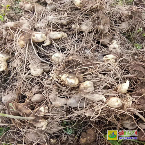 重慶豐都種植黃精種苗基地 黃精種苗價(jià)格 中藥材黃精種苗價(jià)格