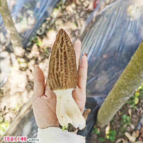 福建浦城羊肚菌燒肉方法 羊肚菌種植基地 綿陽羊肚菌種植基地