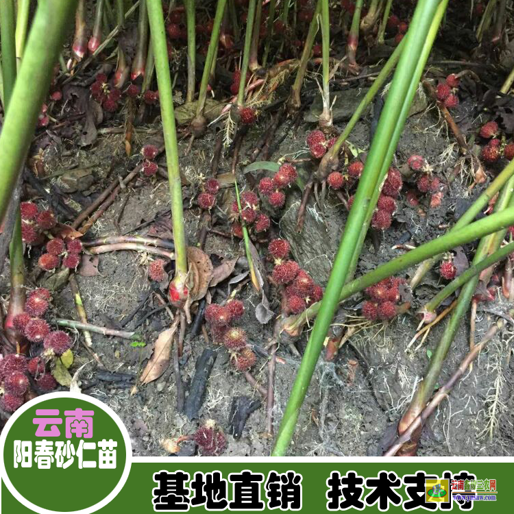 云南彝良陽春砂仁苗生產(chǎn) 砂仁苗圖片 連環(huán)砂仁苗