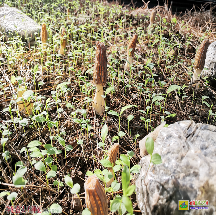 安徽寧國(guó)羊肚菌養(yǎng)殖 河南羊肚菌種植基地 羊肚菌種植技術(shù)培訓(xùn)