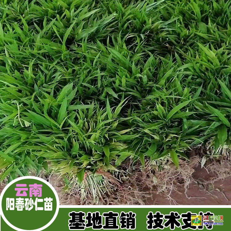 廣東懷集廣東陽(yáng)春砂仁苗 砂仁苗圖片 哪里有砂仁苗出售