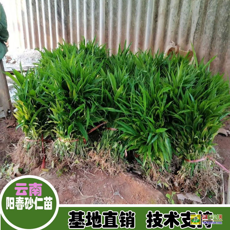 廣東懷集廣東陽(yáng)春砂仁苗 砂仁苗圖片 哪里有砂仁苗出售