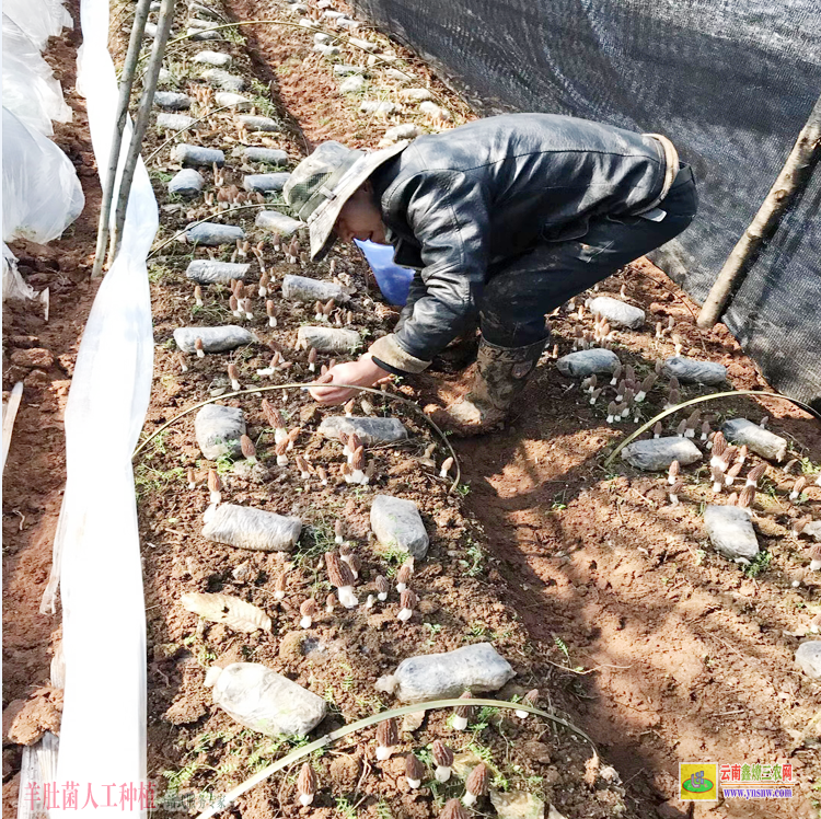 福建順昌羊肚菌一斤多少錢 羊肚菌種植基地 羊肚菌種植成本